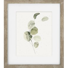 Camelot Soft Botanicals IV Camelot Soft Botanicals IV