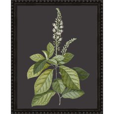 Camelot Botanicals on Black II Camelot Botanicals on Black II