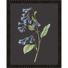 Camelot Botanicals on Black VI