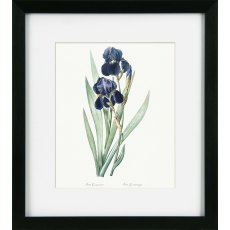 Camelot Vintage Florals VII