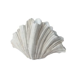 Kaemingk Polyresin Clam Shell