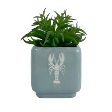 Candlelight Sardines Succulent in a pot