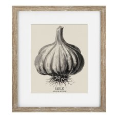 Camelot Vintage Veg Illustration III Camelot Vintage Veg Illustration III