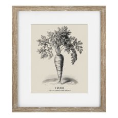 Camelot Vintage Veg Illustration I Camelot Vintage Veg Illustration I