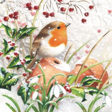 Paper House Robin on Pots Pack of 6 Cards Paper House Robin on Pots Pack of 6 Cards