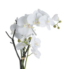 Hill Interiors White Orchid In Stone Pot Hill Interiors White Orchid In Stone Pot