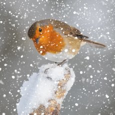 Otter House Photographic Robin Xmas Cards Bumper Box Otter House Photographic Robin Xmas Cards Bumper Box