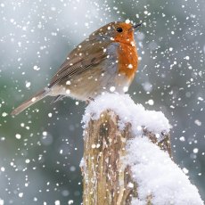 Otter House Photographic Robin Xmas Cards Bumper Box Otter House Photographic Robin Xmas Cards Bumper Box