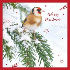 Otter House RSPB Goldfinch on Fir Small Xmas Cards Otter House RSPB Goldfinch on Fir Small Xmas Cards