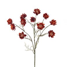 Floralsilk Straw Flower Burgundy Floralsilk Straw Flower Burgundy