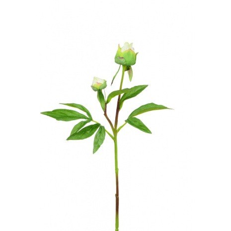 Peony Bud