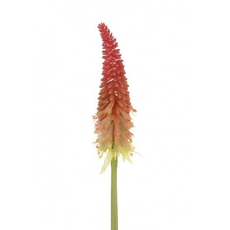 Torch Lily Spray