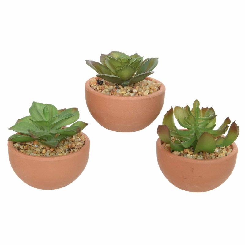 Succulent in pot pe foam stone 3 assorted