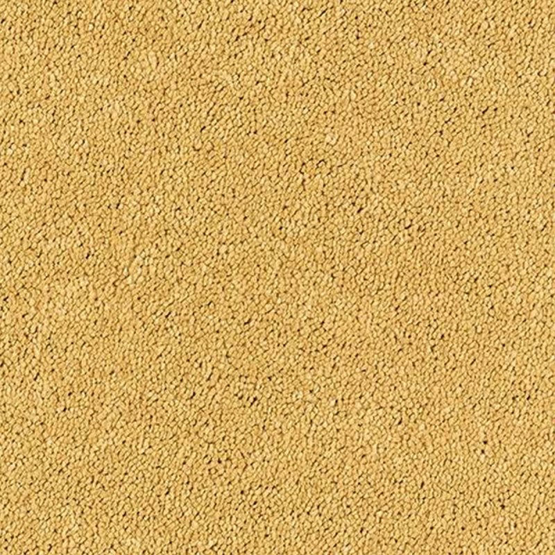 Abingdon Sophisticat In Gold Carpet