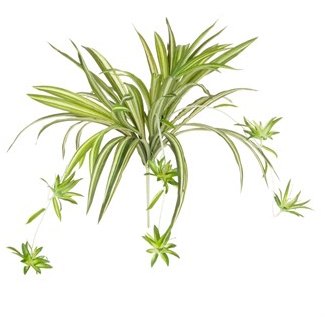 Floralsilk Floralsilk Spider Plant with Babies