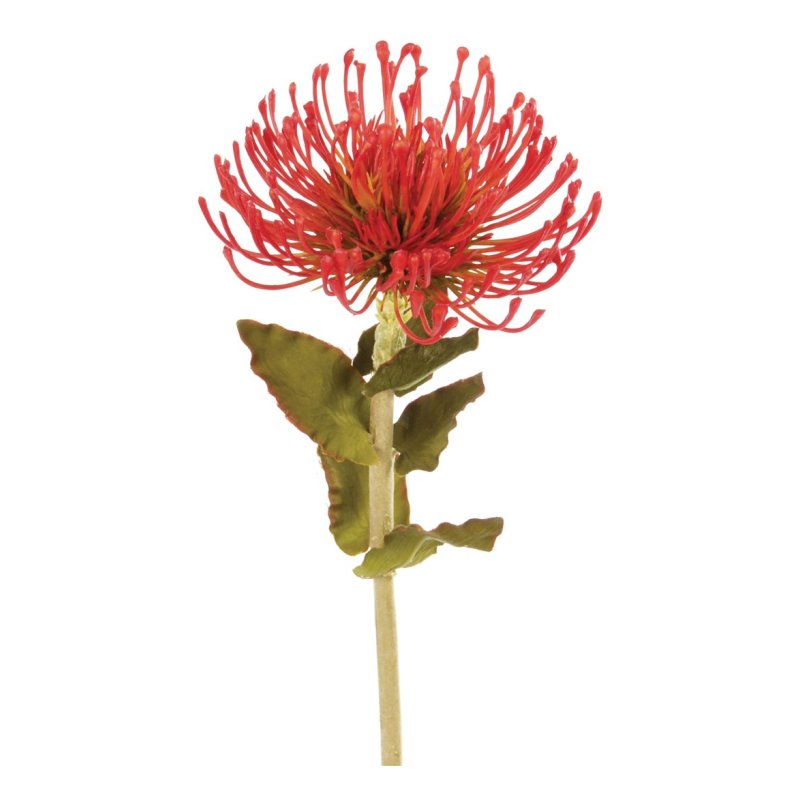 Floralsilk Orange Pin Cushion Protea on a white background