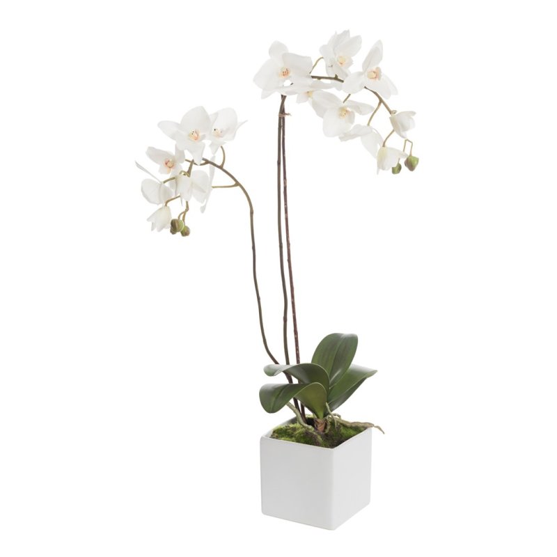 Floralsilk Phalaenopsis Cube with Moss on a white background