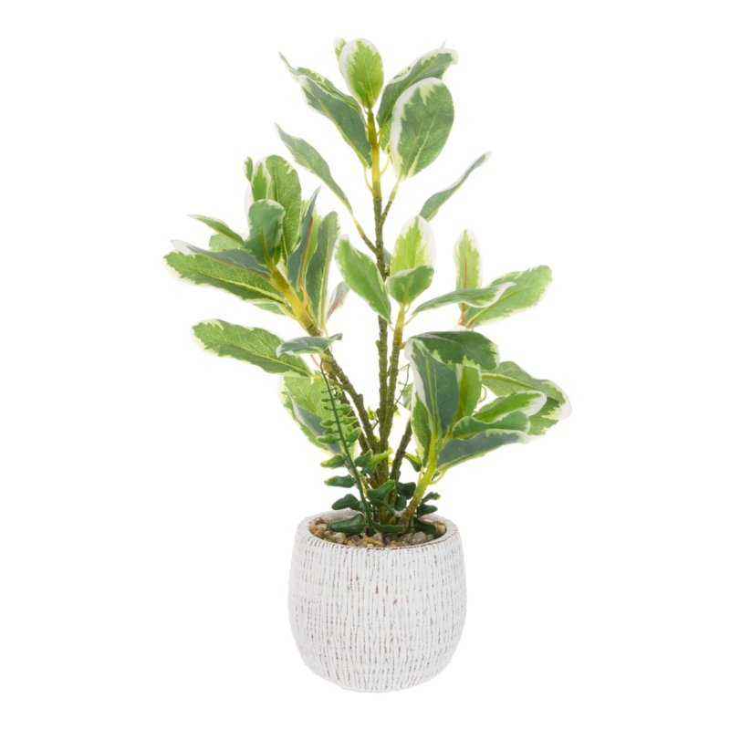 Floralsilk Euonyms in a Ceramic Pot on a white background