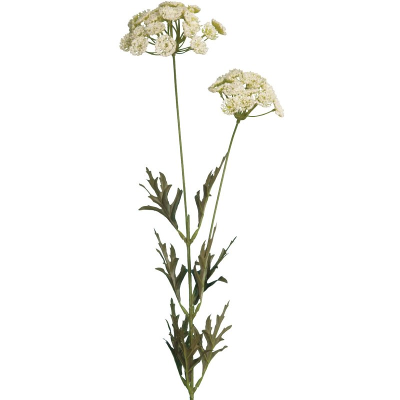 Floralsilk Queen Anna Lace on a white background