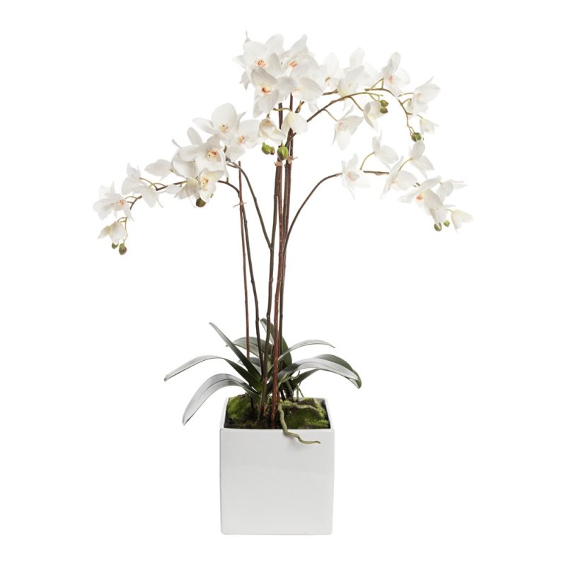 Floralsilk Phalaenopsis Cube Pot with Moss in a pot on a white background
