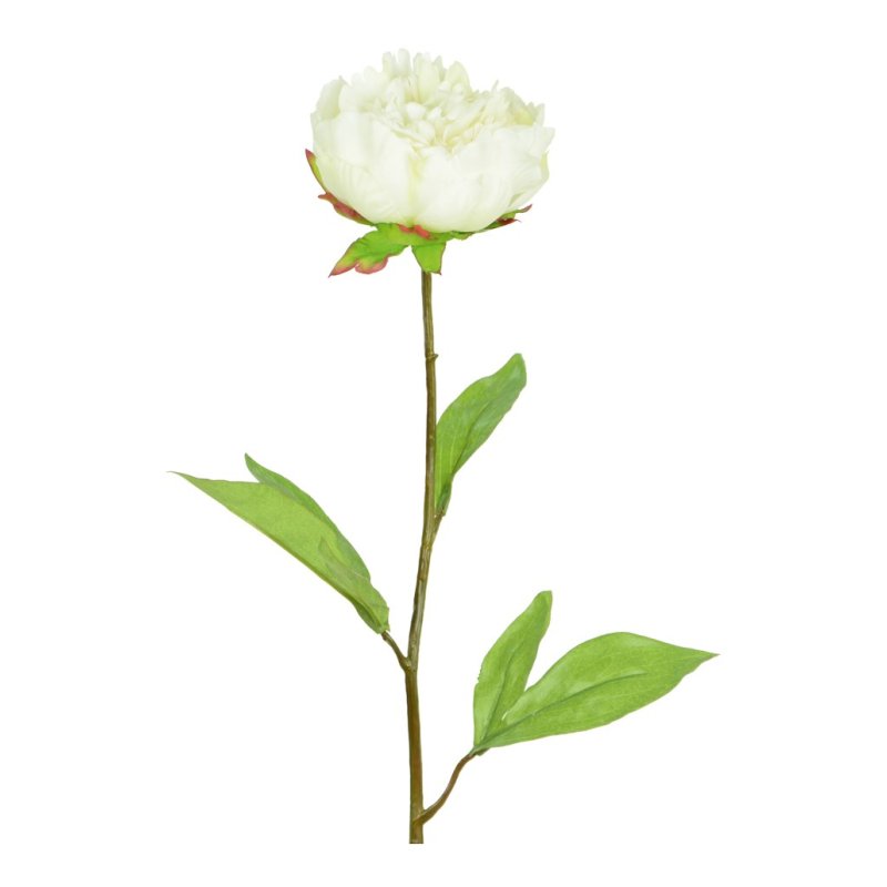Floralsilk Single Cream Peony image of the flower on a white background