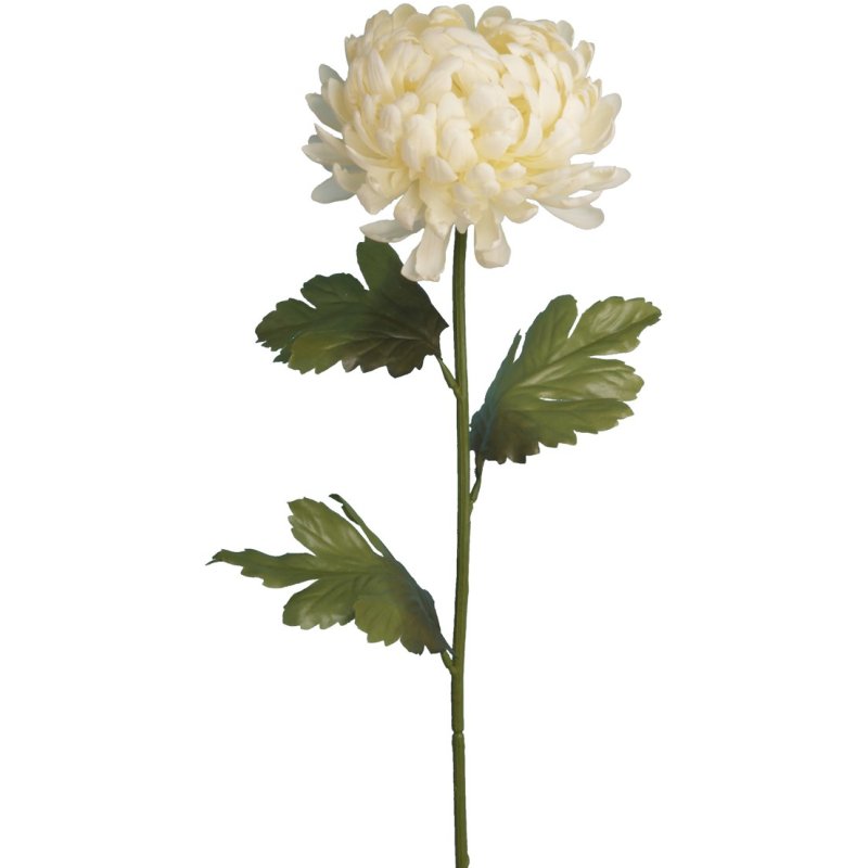 Floralsilk Cream Ball Mum image of the flower on a white background
