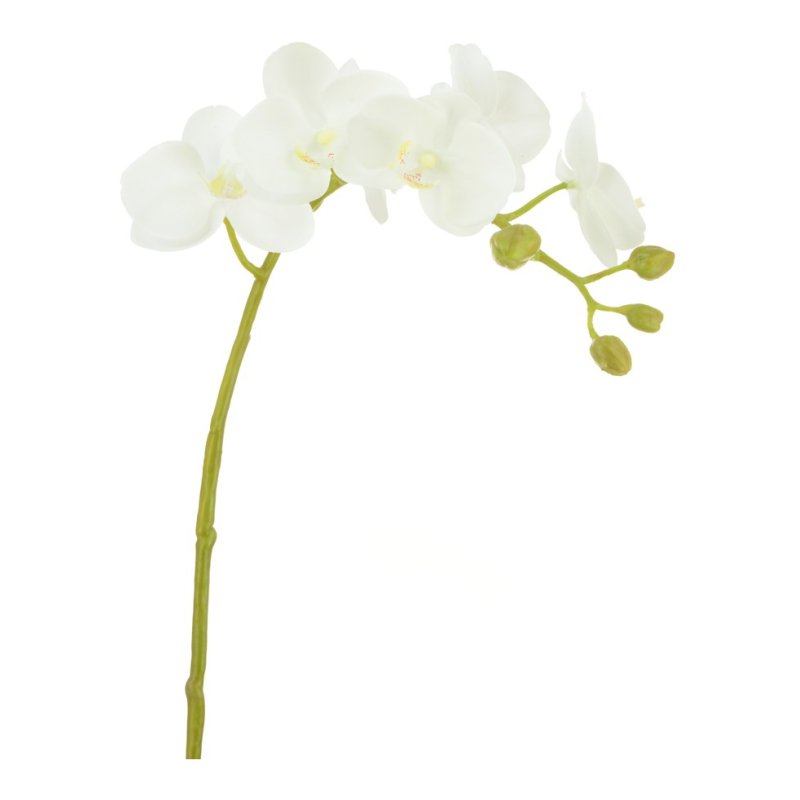 Floralsilk Cream Phalaenopsis Orchid image of the flower on a white background