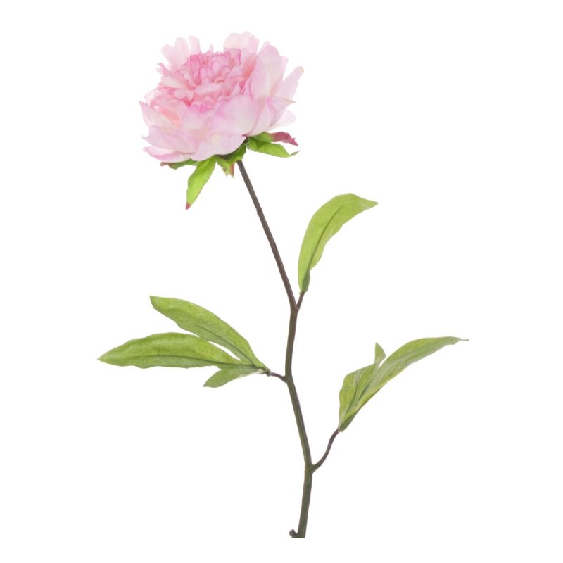 Floralsilk Pink Single Peony image of the flower on a white background