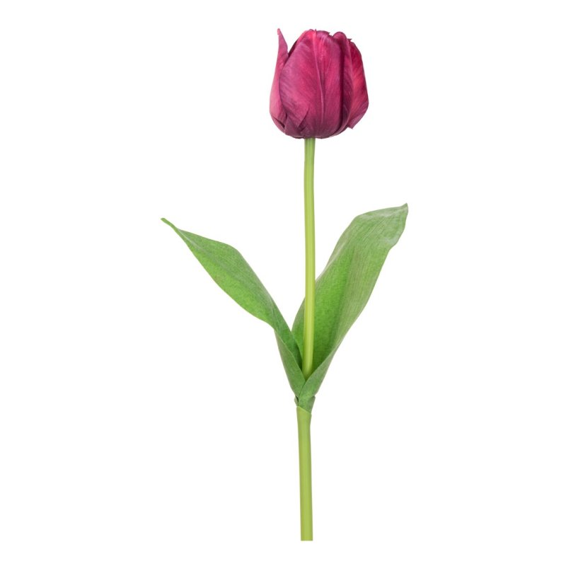 Floralsilk Burgundy Triumph Tulip image of the flower on a white background