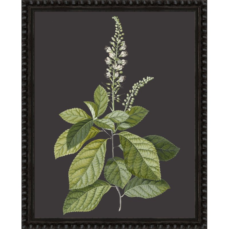 Camelot Botanicals On Black II