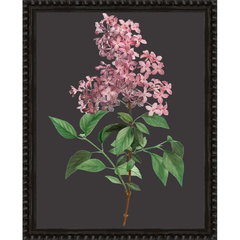 Camelot Botanicals On Black VIII