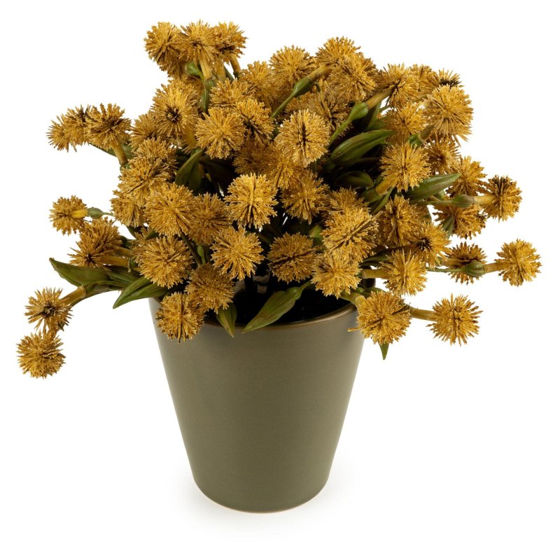 Candlelight 20cm Yellow Allium
