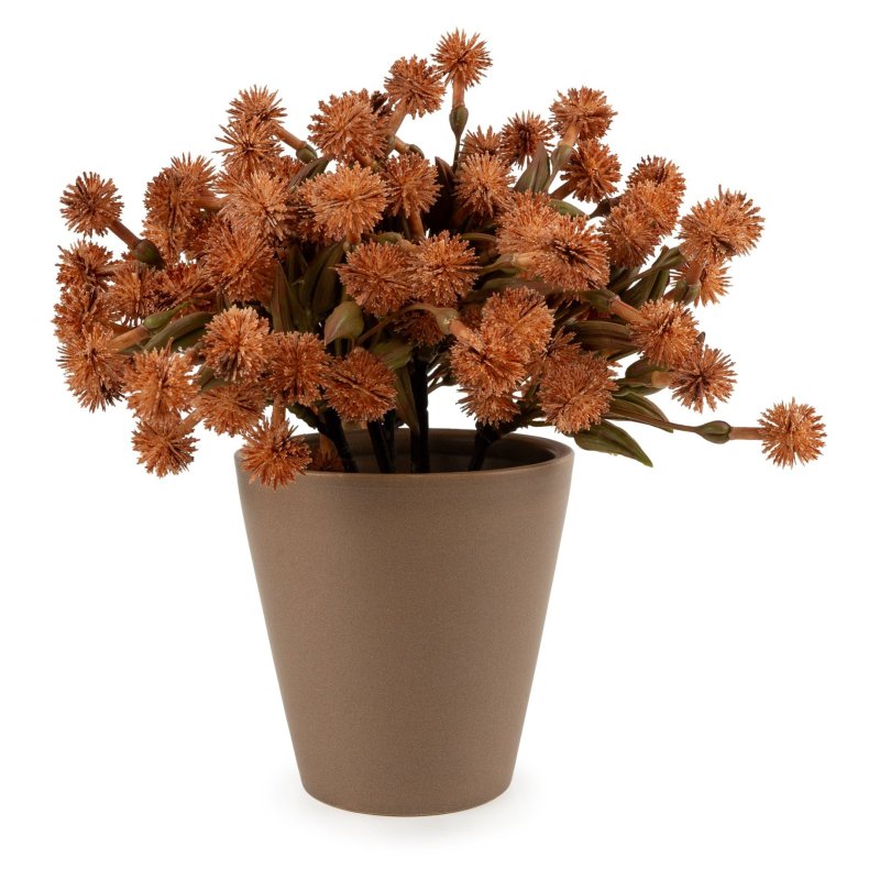 Candlelight 20cm Orange Allium