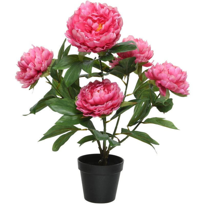 Kaemingk Potted Peony Rose