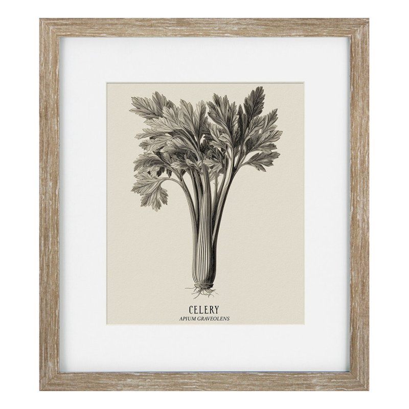 Camelot Vintage Veg Illustration VI