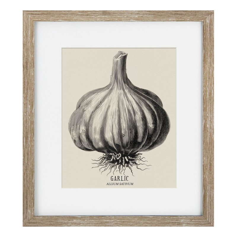 Camelot Vintage Veg Illustration III