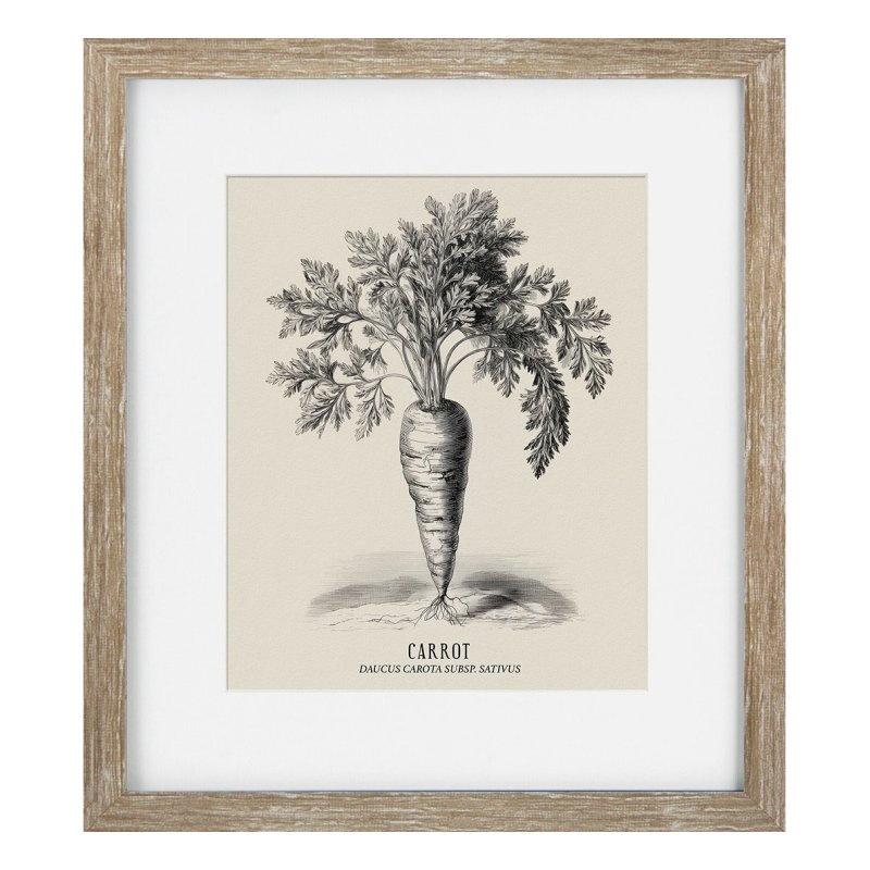 Camelot Vintage Veg Illustration I