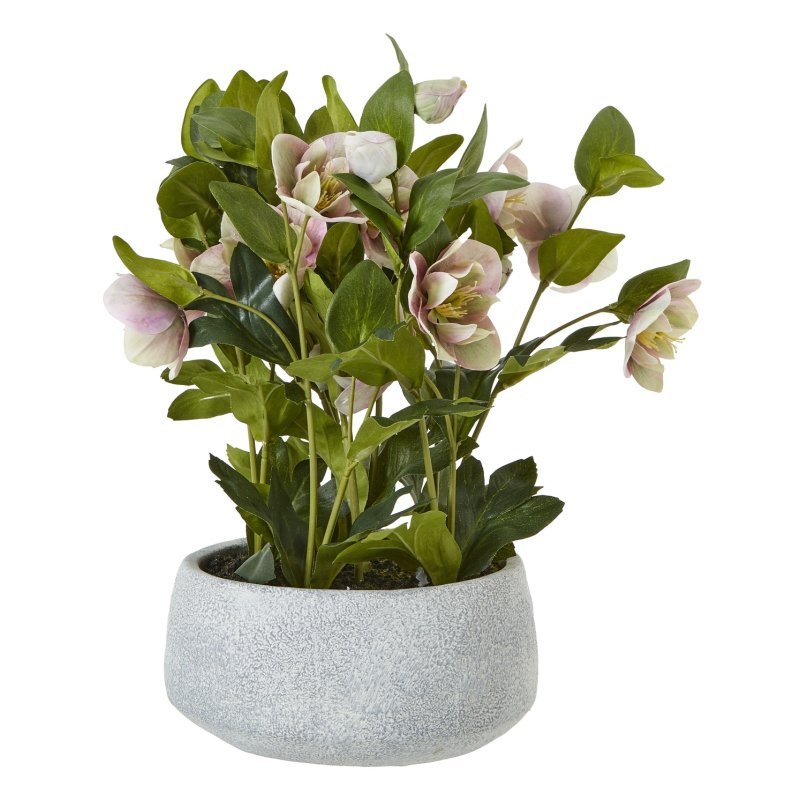 Hill Interiors Hill Interiors Variegated Pink Hellebore Plant In Grey Pot