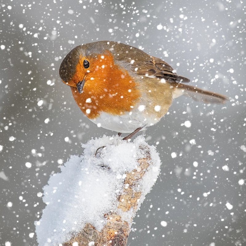 Otter House Otter House Photographic Robin Xmas Cards Bumper Box