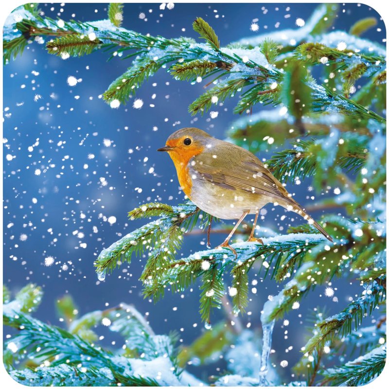 Otter House Otter House RSPB Snowy Spruce Large Xmas Cards