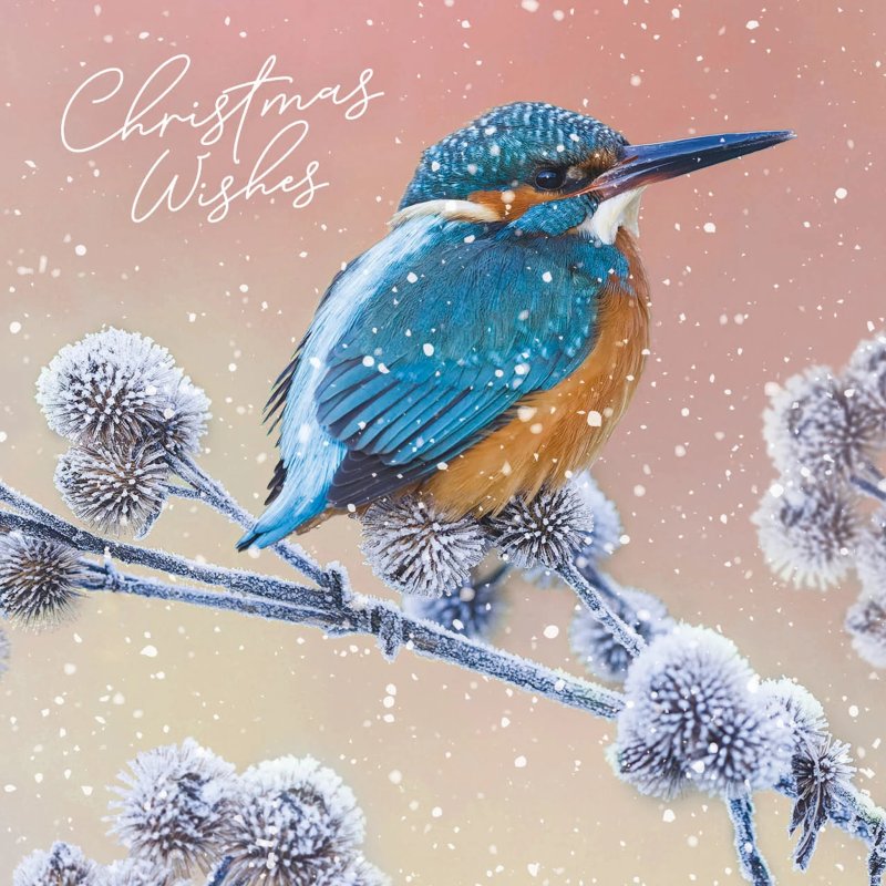 Otter House Otter House RSPB Kingfisher on Burdock Small Xmas Cards