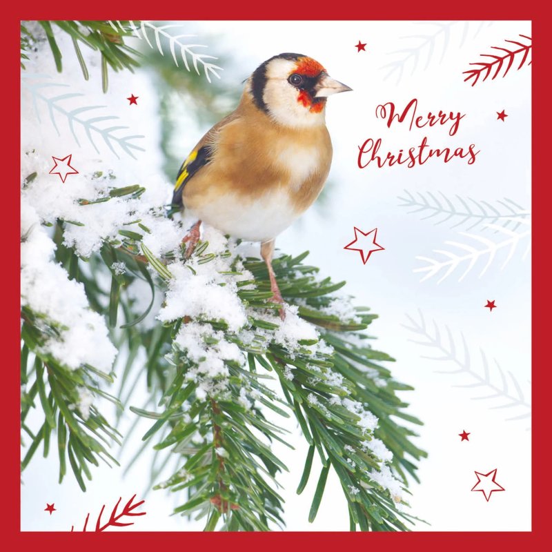 Otter House Otter House RSPB Goldfinch on Fir Small Xmas Cards