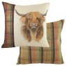 Highland Cow