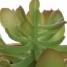 Kaemingk Succulent in pot pe foam stone 3 assorted