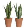 Kaemingk Assorted Faux Sansevieria Plant in Pot