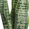 Kaemingk Assorted Faux Sansevieria Plant in Pot Detail