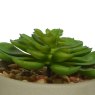 Kaemingk Plastic Potted Short Faux Succulent