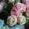 Rose Stem Light Pink close up