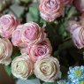 Rose Stem Light Pink close up