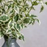 Gallery Direct Gallery Direct Variegated Ficus Stem Green